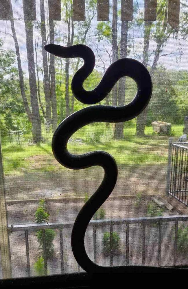 Rhonda Acworth had a near miss when she came face-to-face with an eastern brown snake.