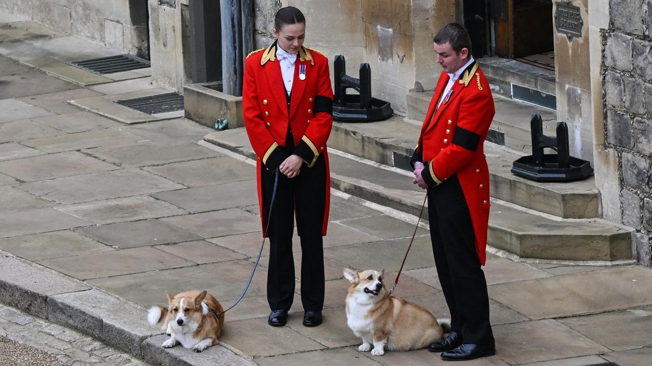 The Queen’s corgis, Muick and Sandy, inside Windsor Castle waiting for the hearse to pass by. Picture: Glyn Kirk – WPA Pool/Getty Images