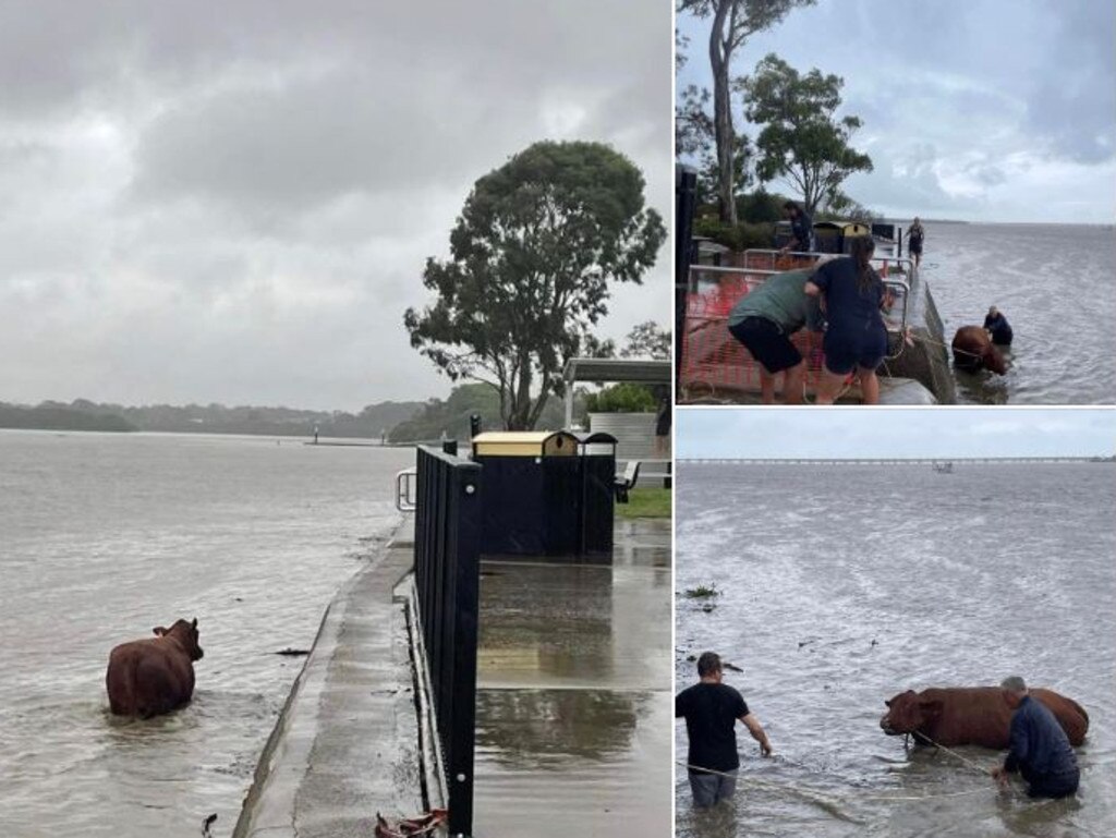 Cows stranded at Griffin, north of Brisbane, on Tuesday. Picture: Facebook/Griffin Neighhbourhood