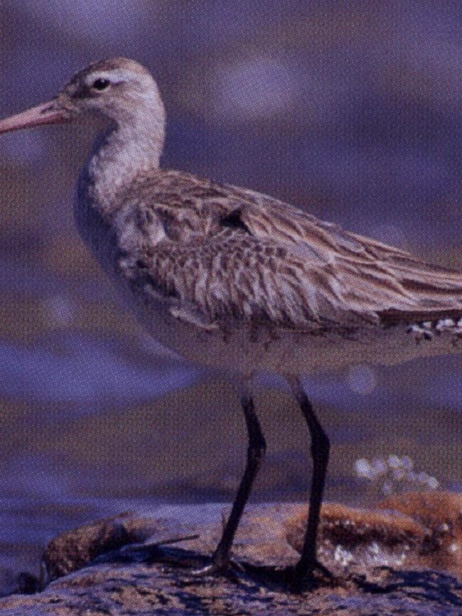  Moreton Bay’s vulnerable bar-tailed godwit. 