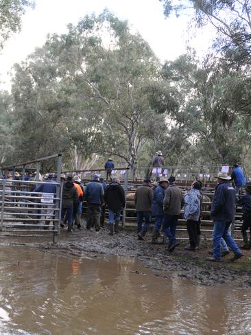 It was a muddy one at the Myrtleford cattle sale where Auctionsplus was debuted. Picture: Fiona Myers