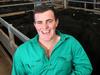 cattle prices