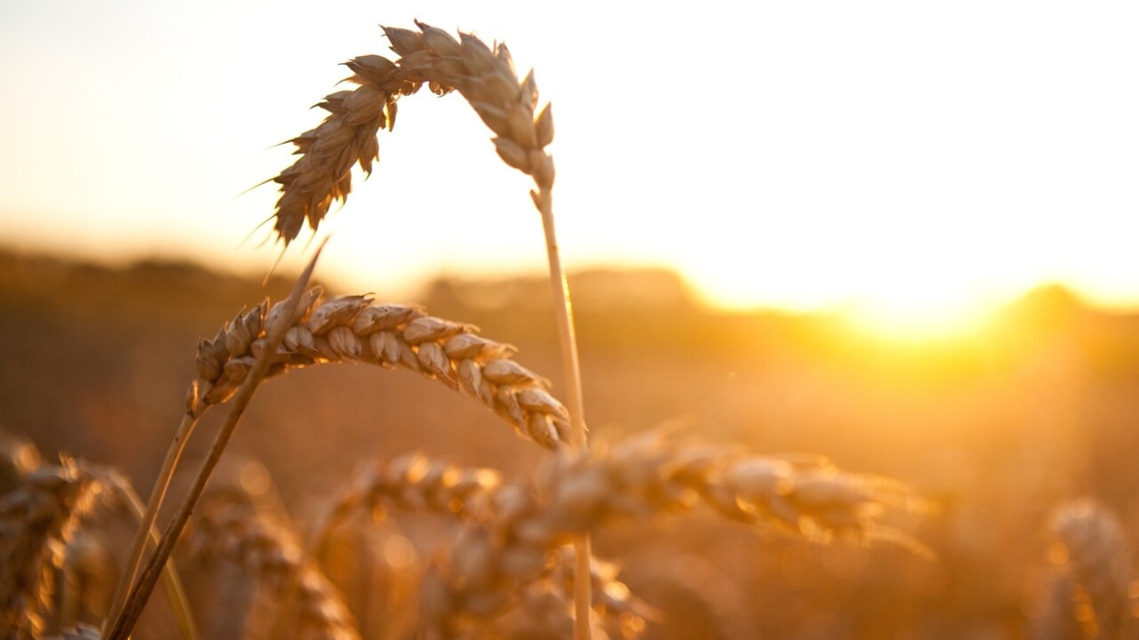 GrainCorp delivers resilient 1h24 result after 'tumultuous' three years