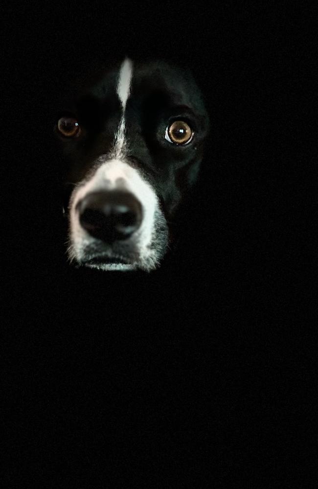 A portrait of my pooch Ava using the iPhone 15 Pro Max. Photo: Mark Furler