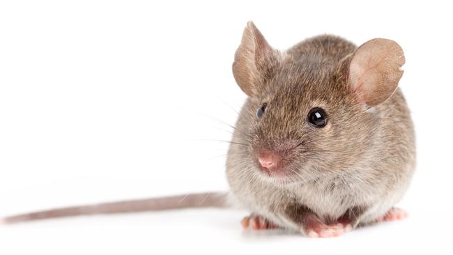 Grey mouse isolated on white. Thinkstock image 147038185