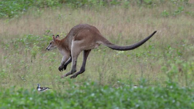 Agile wallabies under threat from development and loss of habitat | The ...