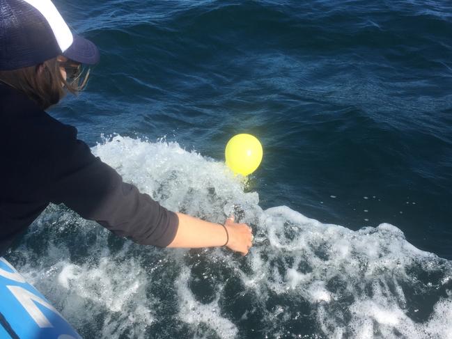 A Humpbacks and High Rises volunteer retrieves a balloon floating on the sea, off the Gold Coast.