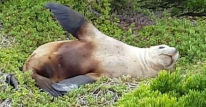 AU SA:    Sea Lion Flops Around Lazily, Tries to Hide Face With Flippers   April 24