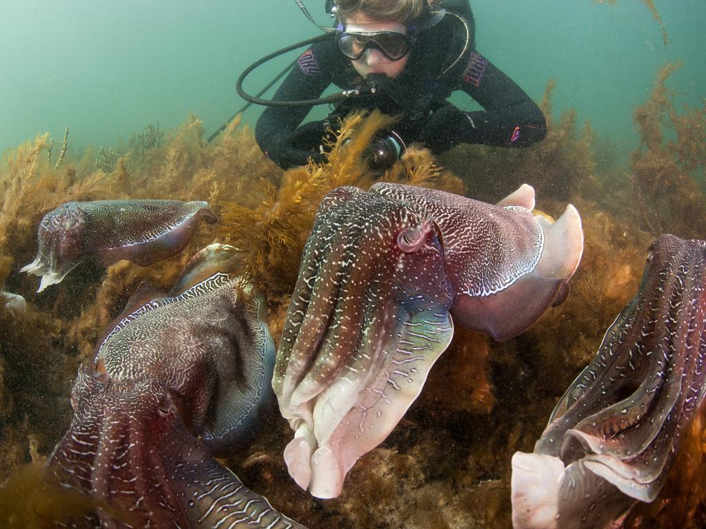 Giant cuttlefish off Stony Point, Eyre Peninsula. Picture Carl Charter