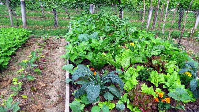 A vegetable garden is the perfect start to living more sustainably.