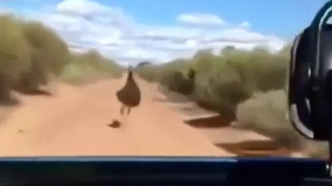 The disturbing footage of emus apparently being run over. Picture: Channel 7