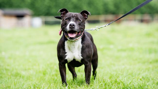 A Staffordshire Bull Terrier similar to the one that attacked a 10-year-old in Palmerston in September. Picture: iStock