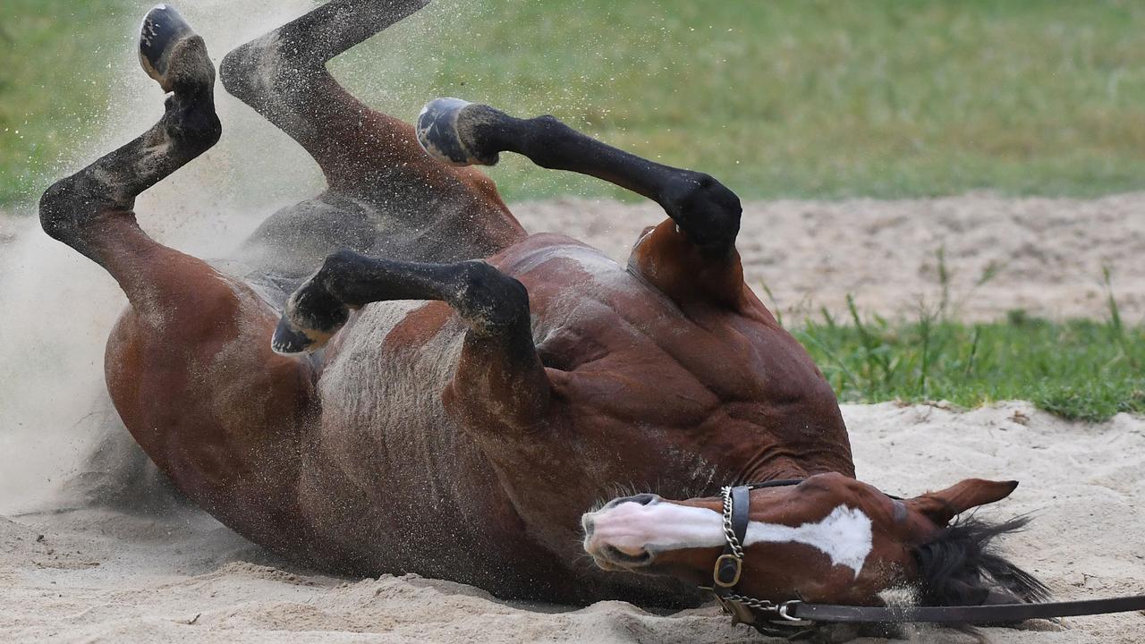 Anthony Van Dyck enjoys a sand roll after trackwork session at Werribee in the lead up to the famous race.
