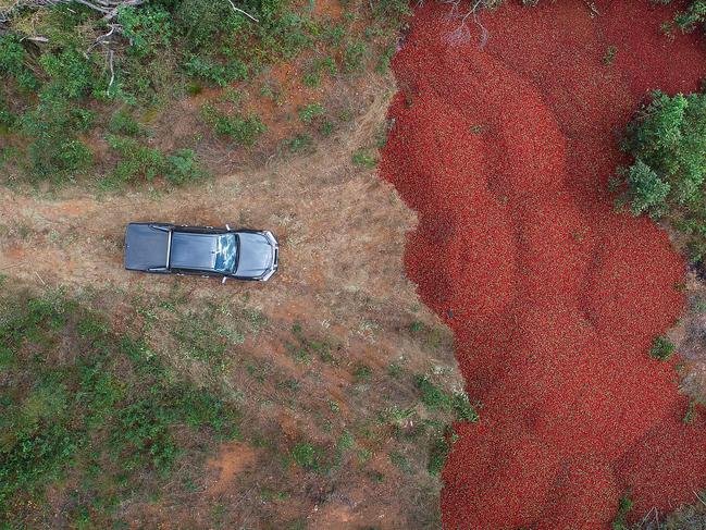 An aerial view of the tonnes of dumped strawberries at Donnybrook Berries at Elimbah in Queensland.