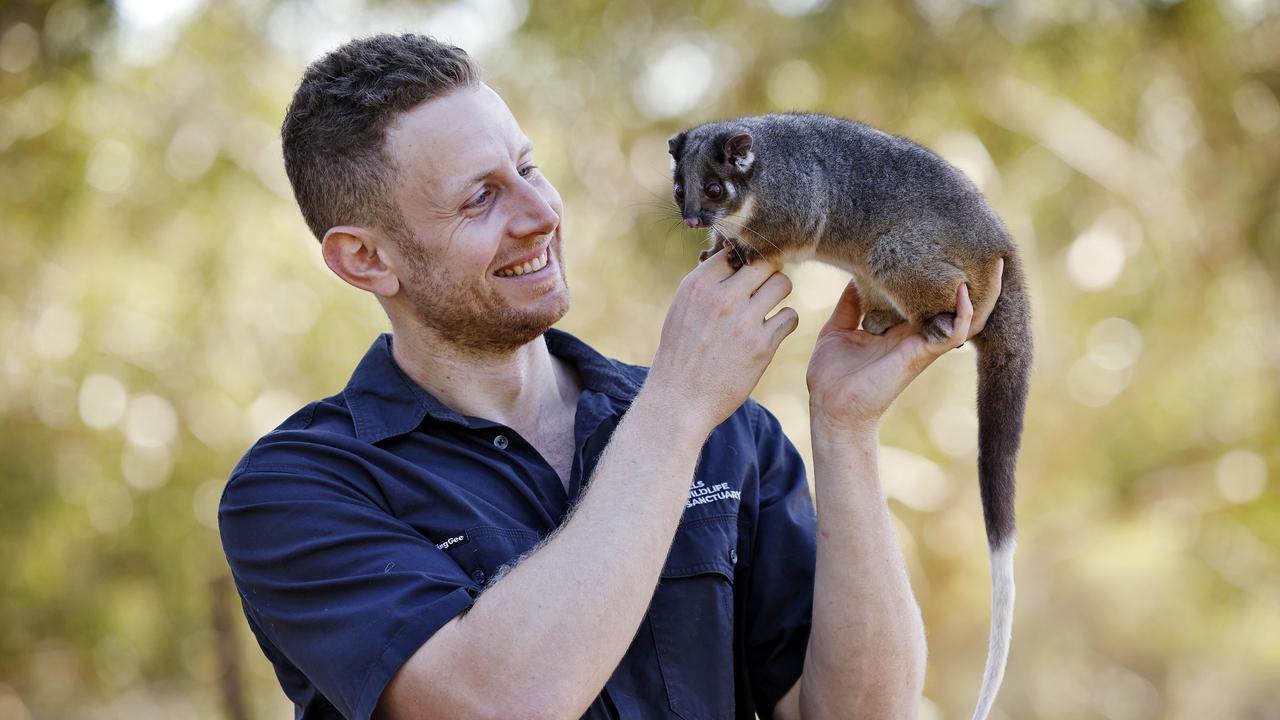 Hills Wildlife Sanctuary CEO Ben Dessen with Juniper the ringtail possum. Picture: Sam Ruttyn