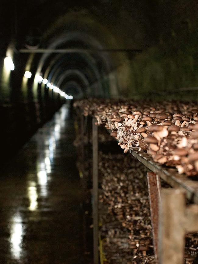 The damp, cool, dim conditions of the tunnel mimic those of a northern Asian forest floor. Picture: Steve Baccon