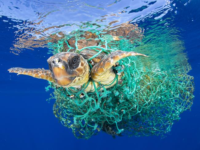 Nature - First Prize, Singles Picture: Francis Pérez Title: Caretta Caretta Trapped A sea turtle entangled in a fishing net swims off the coast of Tenerife, Canary Islands, Spain, on 8 June 2016. Sea turtles are considered a vulnerable species by the International Union for Conservation of Nature. Unattended fishing gear is responsible for many sea turtle deaths.
