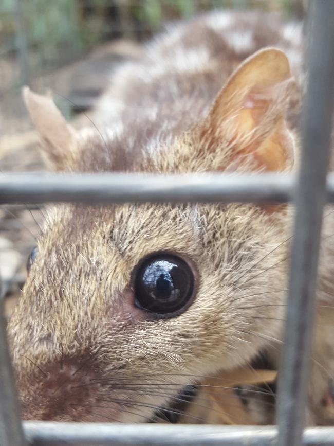 The endangered northern quoll. Picture: University of the Sunshine Coast