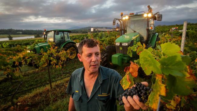 Grape harvester Gary Jurd, at a De luliis Wines vineyard at Pokolbin, in the NSW Hunter Valley. Picture: Liam Driver