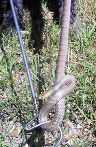 Kane Anderson caught this eastern brown snake, approximately one metre long, in the store room of a grocery store on the Northern Rivers. Picture: Courtesy of Kane Anderson