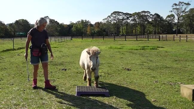 Most tricks performed by a horse in one minute