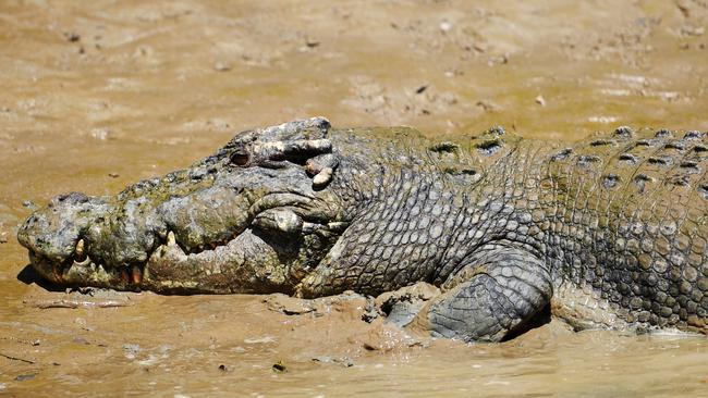 A  tourist has described getting ‘bang for our buck’ when a tour guide on the Spectacular Jumping Crocodile Cruise fell into the Adelaide River 