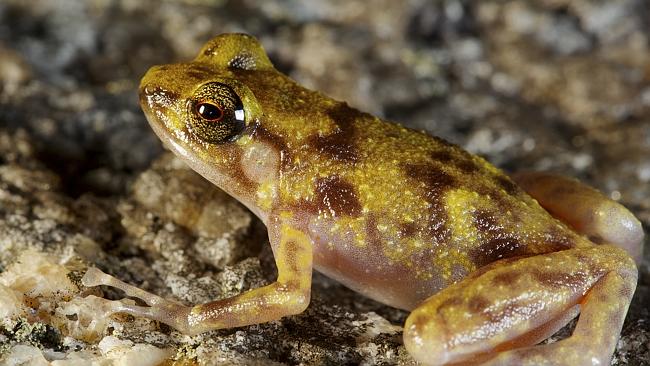 A new species of boulder frog found among the boulders of the Cape Melville Range. Picture: Supplied