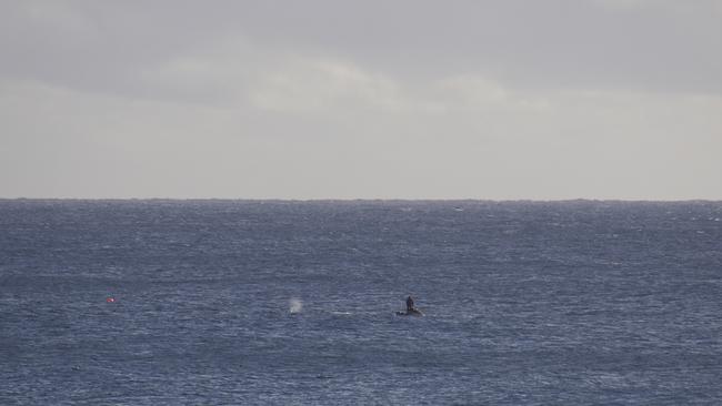 A baby whale trapped in shark nets at Burleigh Heads. Photo: Supplied