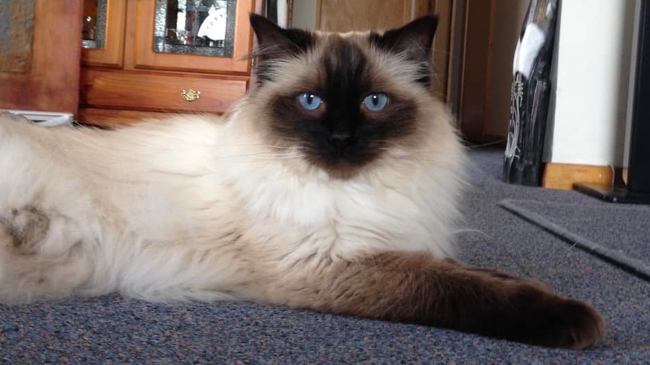 Tassie's cutest cat - This is my gorgeous ragdoll Lucy.