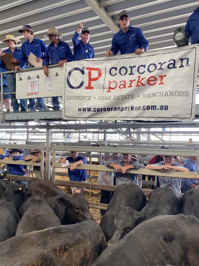 Selling action at a past Wodonga weaner sale.