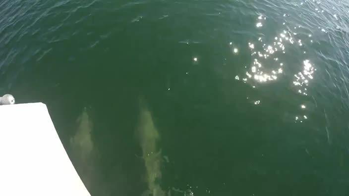 Port River dolphins delight crowds with 'tail walking'