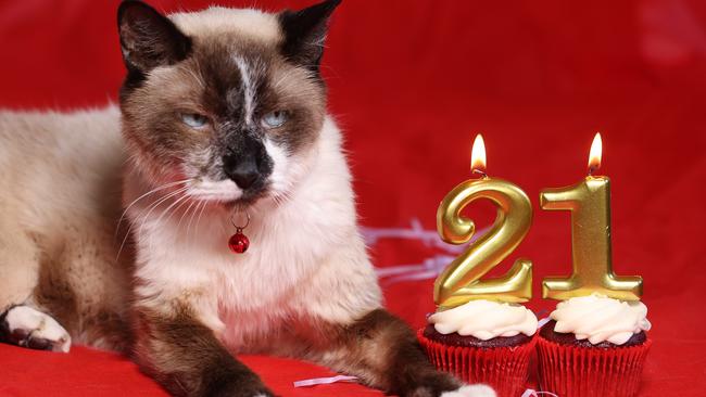 Blue, the oldest rescue cat, marked his 21st with velvet cupcakes, candles and a photo shoot. Picture: Annette Dew