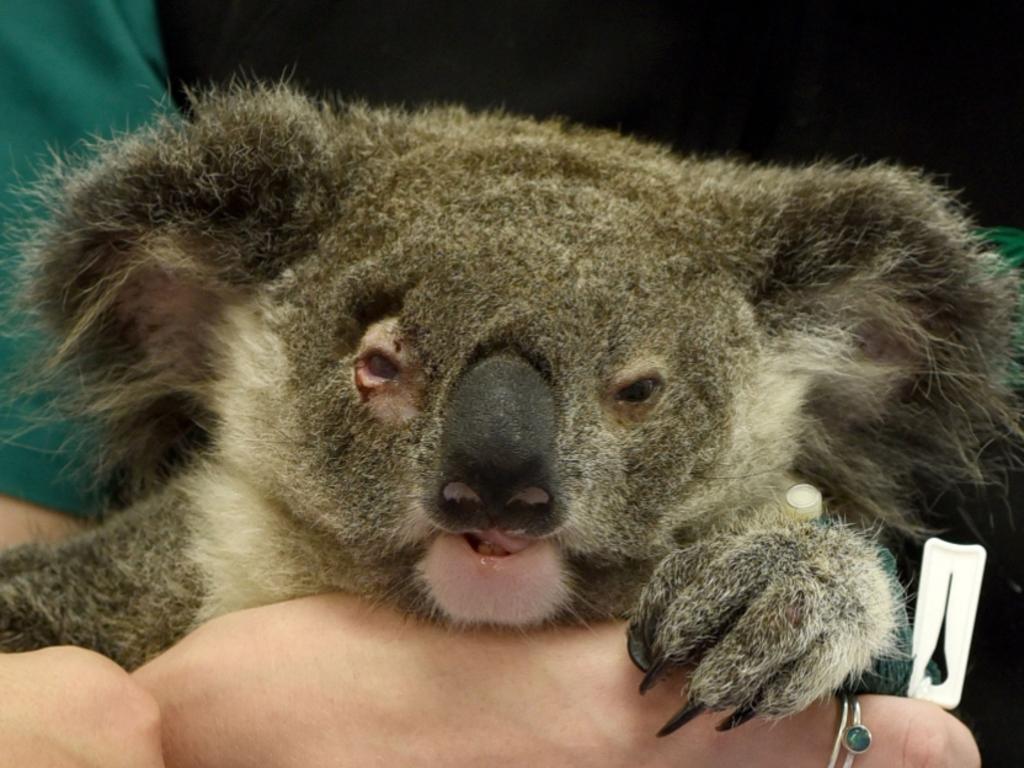 Currumbin Wildlife Hospital  vet nurse Natasha Graham with Olivia-Rose, 18-months-old, who was hit by a vehicle. She required surgery after suffering a  fractured femur and internal trauma.  Olivia-Rose was in intensive care after the incident. Picture: Currumbin Wildlife Hospital