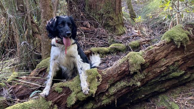 As well as detecting endangered wildlife - even turtles - the Canines For Wildlife team can hunt down unwanted pests such as canetoads.