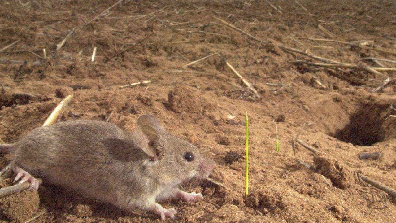 A barley farm in Wudinna, South Australia after being devoured by mice.