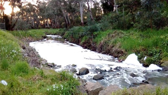 Heathmont's Amelia Nicoll is concerned about wildlife health after seeing this foam in Dandenong Creek last week.