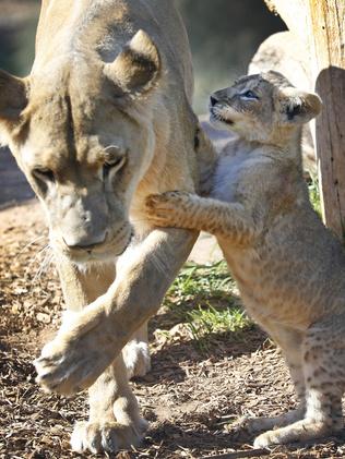 Werribee Zoo Lion Cubs Follow Up.