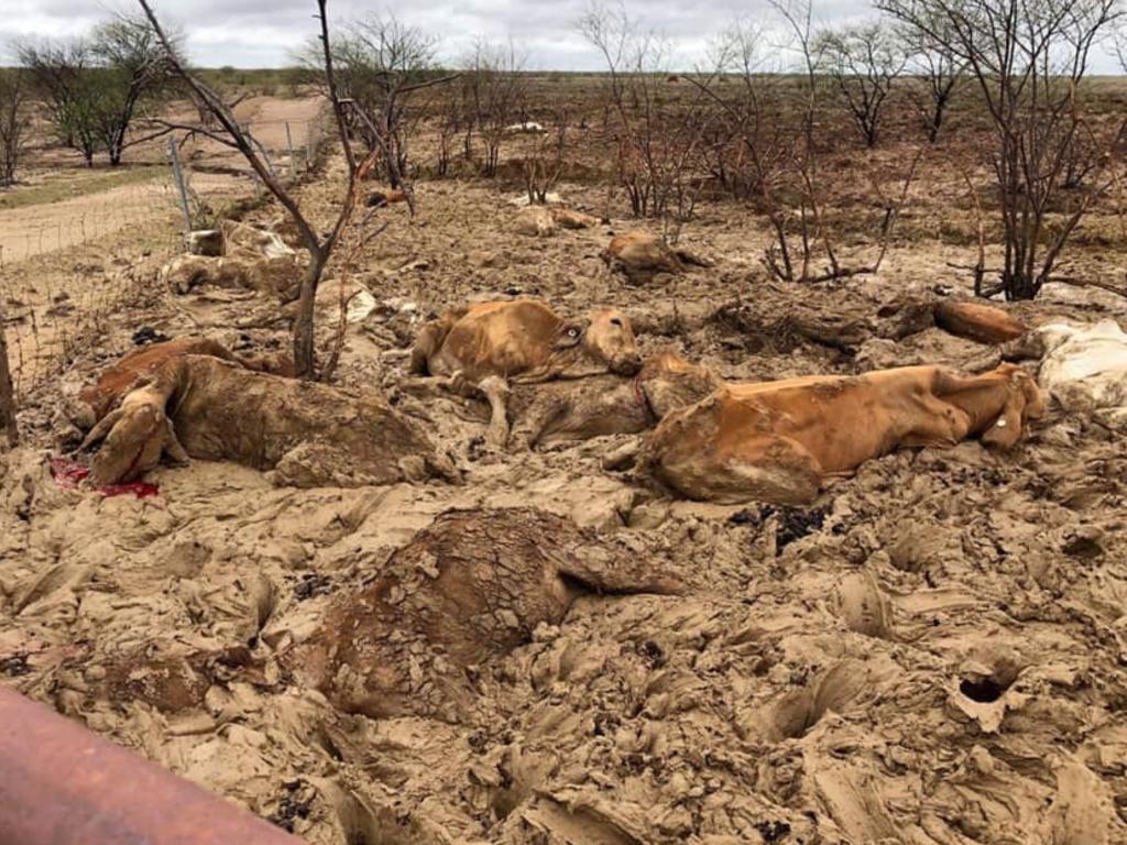 Animals killed by floods at Julia Creek.
