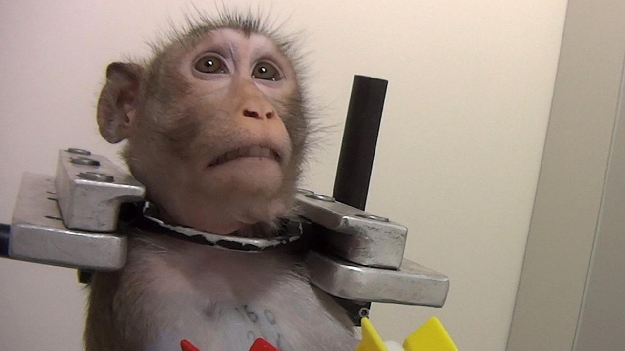 Cruel Experiments on Monkeys Should Stop at Harvard Medical School