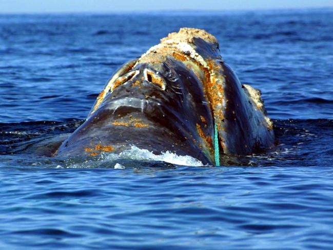 (FILES) This file photo taken on June 19, 2001 by the National Oceanic and Atmospheric Administration shows an endangered North Atlantic right whale which is entangled in heavy plastic fishing link (Green Line-C) off Cape Cod, Massachusetts. Canadian officials on August 11, 2017 ordered boats including cargo and cruise ships to reduce their speed in the Gulf of Saint Lawrence in a bid to protect endangered whales. The speed limit was capped at 10 knots (11.5 miles, 18.5 kilometers) per hour -- about half the average current speeds -- in areas where whales have been reported. The move follows two months that saw an average of one North Atlantic right whale per week found dead in the shipping channel, which connects the Great Lakes to the Atlantic Ocean.  / AFP PHOTO / NOAA / Handout