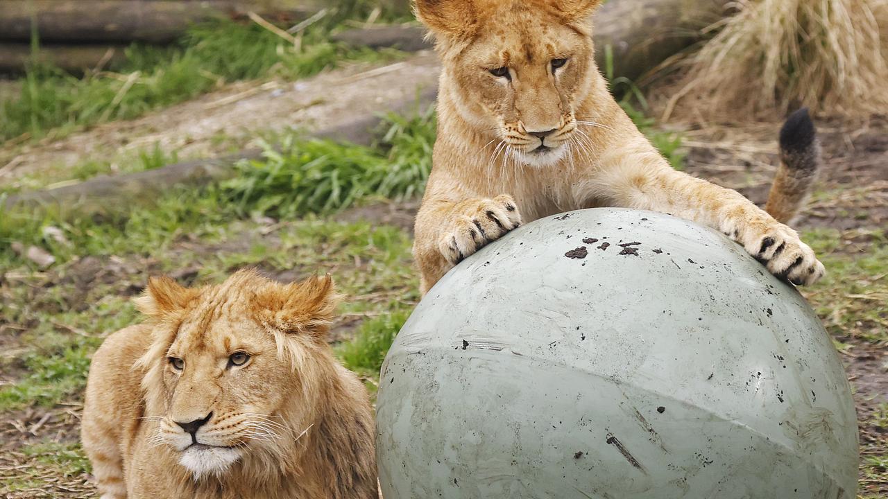 Four cubs and one adult lion escaped their Pride Lands habitat on Wednesday morning. Picture: Sam Ruttyn