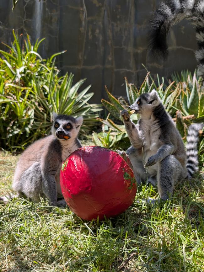 The lemurs loved their gifts. Picture: ZoosSA