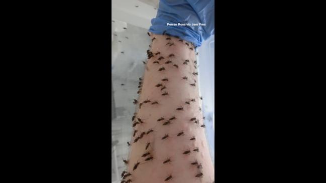 Man gets stung by mosquitoes daily for science