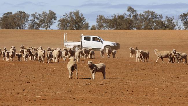 The Tyack family’s sheep have been progressively sold-off over recent weeks. Picture: Alex Coppel