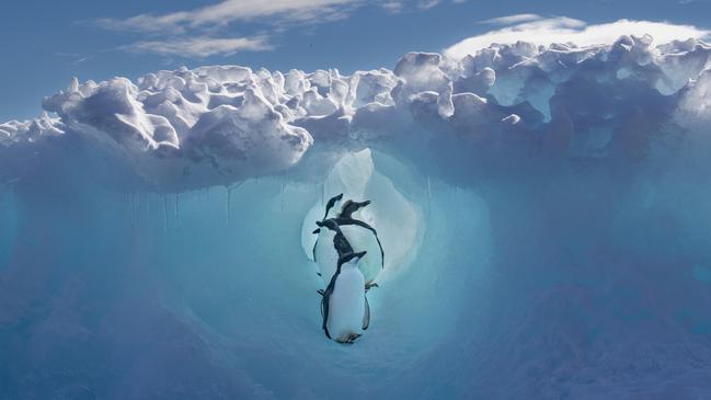 Adélie penguin chicks avoid predators by seeking refuge in a complex system of ice tunnels. Meanwhile, leopard seals lurk in the waters below, patiently waiting for their chance to snatch up any vulnerable chicks that venture too close to the edge. Picture: Scott Portelli