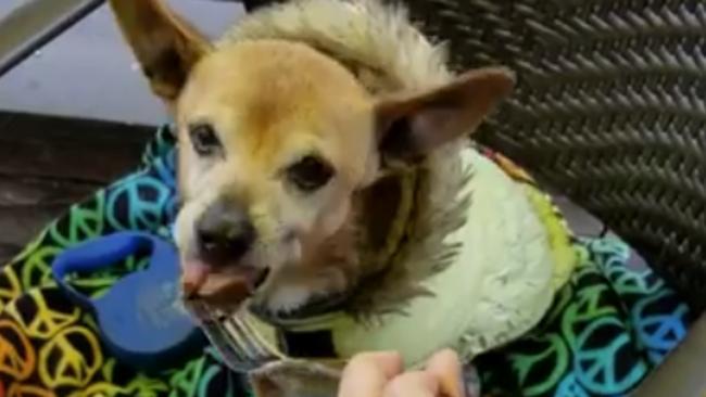 Animal Rescue Workers Treat Cancer-Stricken Dog to Steak and Ice Cream After Heartbreaking Prognosis