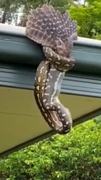 Python devouring a bird at Nambucca Heads