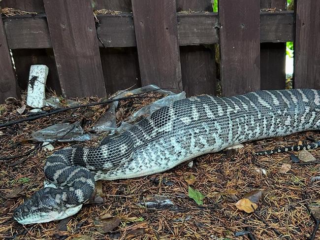 Carpet Python eats pet cat. Picture: Facebook/Sunshine Coast Snake Catchers 24/7.