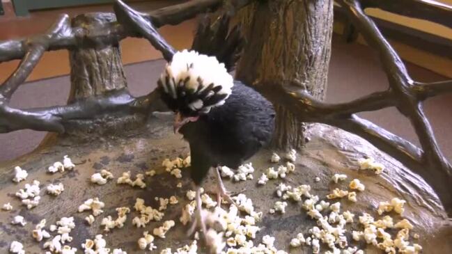 Popcorn rains down on animals at the Chicago Zoo on National Popcorn Day