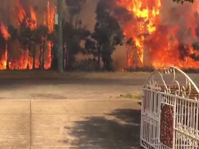 Residents on Fourth Ave, Llandilo were confronted with this terrifying scene. Picture: Nick Hansen